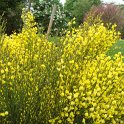 Cytisus praecox 'Allgold'